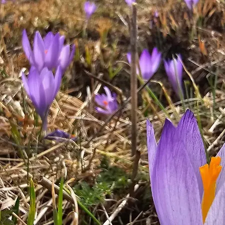 комплекс 别墅 *