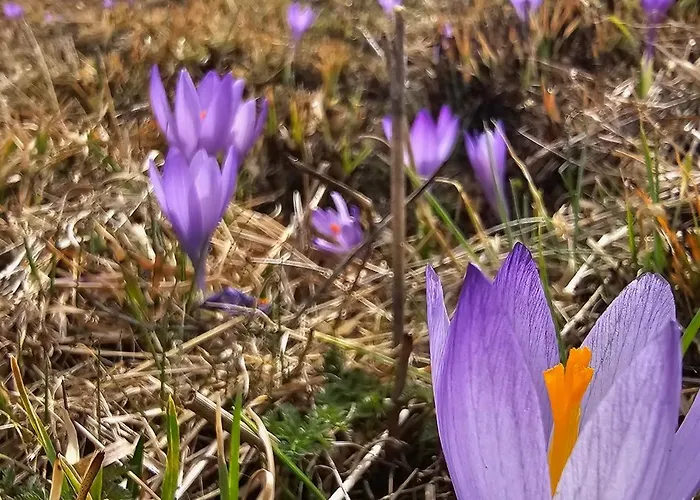 комплекс 别墅 *